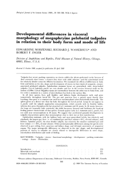 Developmental differences in visceral morphology of megophryine
