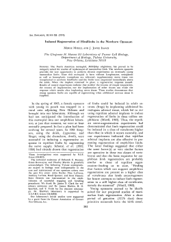 Induced Regeneration of Hindlimbs in the Newborn Opossum The