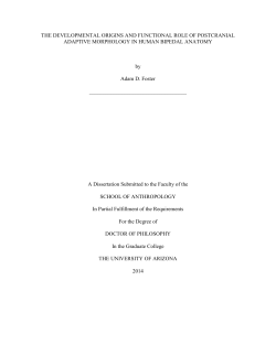 THE DEVELOPMENTAL ORIGINS AND FUNCTIONAL ROLE OF