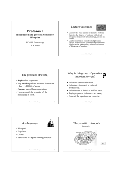 Protozoa 1