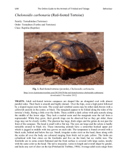 Chelonoidis carbonaria (Red-footed Tortoise)