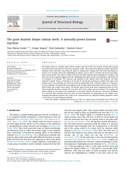 The giant keyhole limpet radular teeth: A naturally