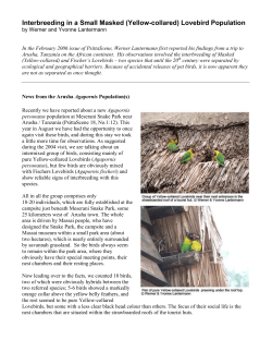 Interbreeding in a Small Masked (Yellow