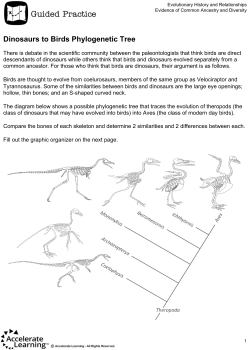 Dinosaurs to Birds Phylogenetic Tree