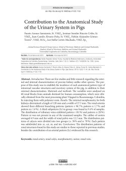 Contribution to the Anatomical Study of the Urinary System in Pigs