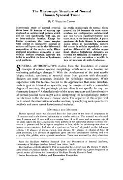 The Microscopic Structure of Normal Human Synovial