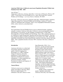 American Wild Celery (Vallisneria americana)