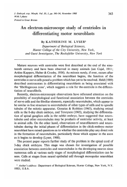 An electron-microscope study of centrioles in