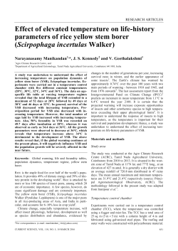 Scirpophaga incertulas Walker