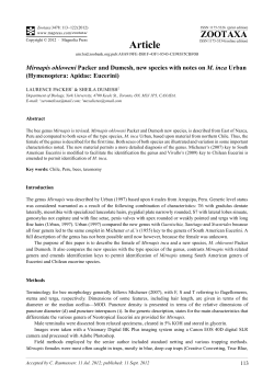 Mirnapis ohloweni Packer and Dumesh, new