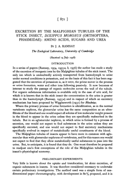 excretion by the malpighian tubules of the stick insect, dixippus