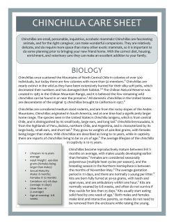Chinchilla Care Sheet - Ohana Animal Hospital