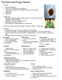 Protists and Fungi Notes