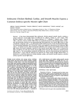 Embryonic Chicken Skeletal, Cardiac, and Smooth Muscles Express