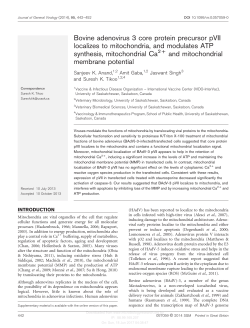 Bovine adenovirus 3 core protein precursor pVII localizes to