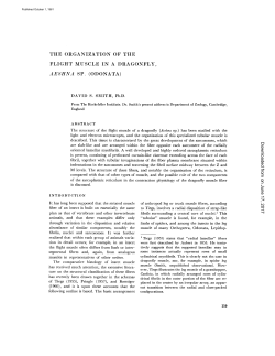 the organization of the flight muscle in a dragonfly, sp. (odonata)