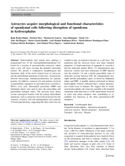 Astrocytes acquire morphological and functional characteristics of