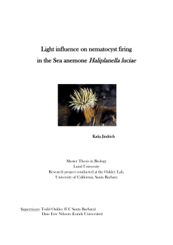 Light influence on nematocyst firing in the Sea anemone