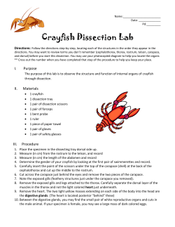 crayfish dissection lab