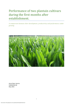 Performance of two plantain cultivars during the first months after