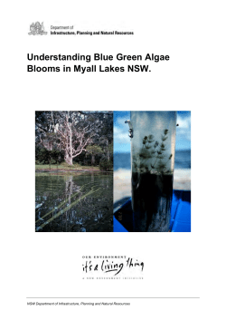 Understanding Blue Green Algae Blooms in Myall Lakes NSW