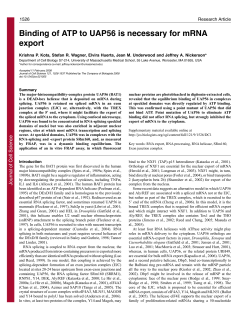Binding of ATP to UAP56 is necessary for mRNA export