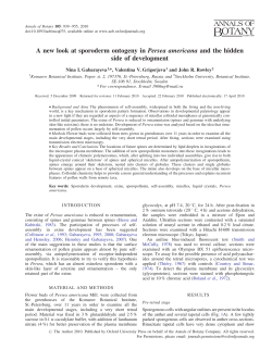 A new look at sporoderm ontogeny in Persea