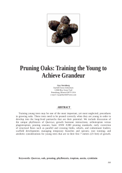 Pruning Oaks: Training the Young to Achieve Grandeur