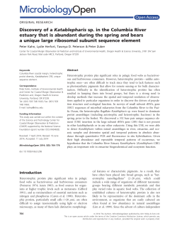 Discovery of a Katablepharis sp. in the Columbia River estuary that
