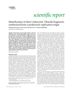 Identification of short `eukaryotic`Okazaki fragments synthesized from