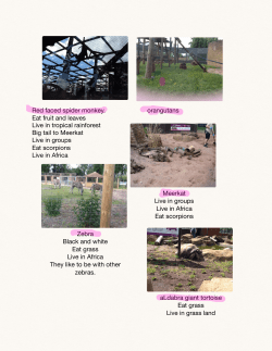 Red faced spider monkey. orangutans Eat fruit and leaves Live in