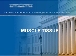 Muscle fiber