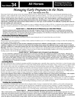 Managing Early Pregnancy in the Mare - FUN