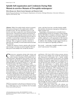 Spindle Self-organization and Cytokinesis During Male Meiosis in