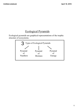 Ecological Pyramids