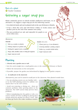 Growing a sugar snap pea - Science and Plants for Schools