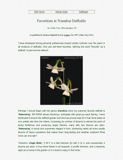 Favoritism in Triandrus Daffodils
