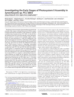 Investigating the Early Stages of Photosystem II Assembly in