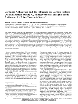 Carbonic Anhydrase and Its Influence on Carbon