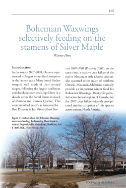 Bohemian Waxwings selectively feeding on the stamens of Silver