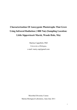 Characterization Of Anoxygenic Phototrophs That Grow Using