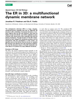 The ER in 3D: a multifunctional dynamic membrane network