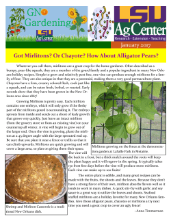 January 2017 Got Mirlitons? Or Chayote? How About Alligator Pears?