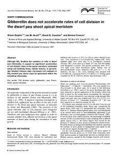 Gibberellin does not accelerate rates of cell division in the dwarf pea