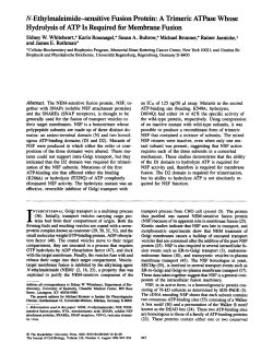 N-Ethylmaleimide-sensitive Fusion Protein: A