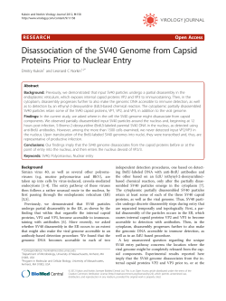 Disassociation of the SV40 Genome from Capsid Proteins Prior to