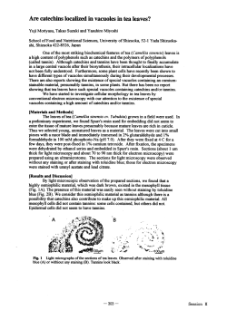 Are catechins localized in vacuoles in tea leaves?