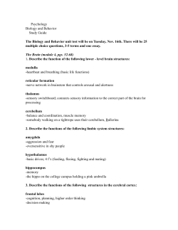 brain study guide2
