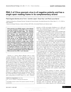 RNA 2 of Citrus psorosis virus is of negative polarity and has a