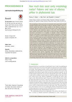 How much does nasal cavity morphology matter? Patterns and rates